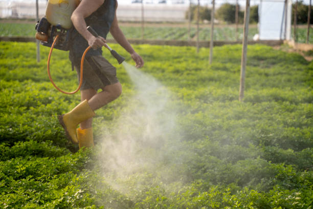 Best Pest Prevention Services  in Ridgeway, AK