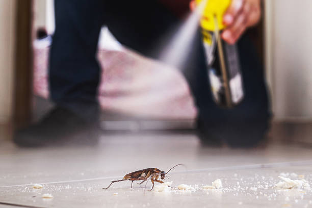 Best Affordable Pest Control Services  in Ridgeway, AK