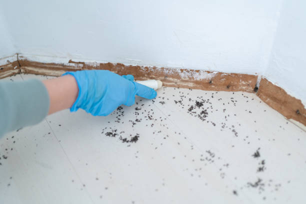 Best Wasp Removal Services  in Ridgeway, AK
